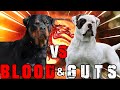 Rottweiler vs American Bulldog | American Bulldog vs Rottweiler | Powerful Guard Dog | Billa Boyka |