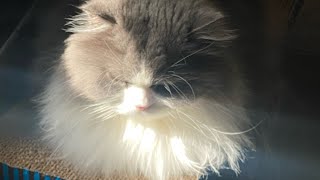 Cutest newborn Persian kitten & floofy parents