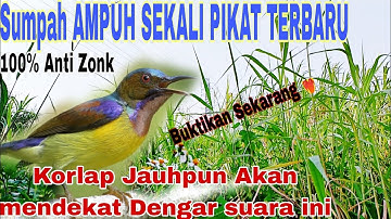 AMPUH❤️‍🔥!!Suara Pikat Burung Kolibri Kelapa/Kolibri Manggar  Anti Zonk Anti Gagal @ObonKuy7