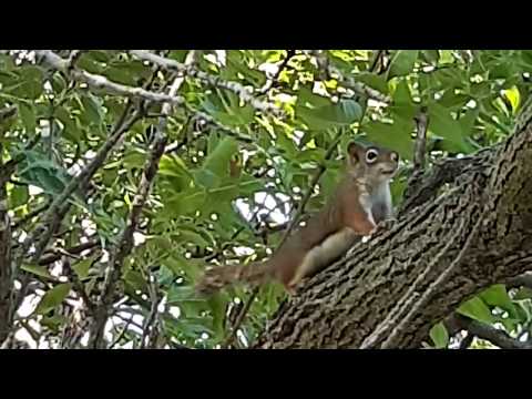 I Think This Squirrel Is Mad At Me - American Red Squirrel Barking Calls