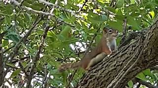I Think This Squirrel Is Mad At Me - American Red Squirrel Barking Calls