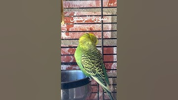 #سورة_الرحمن #المصحف #قرآن #محمد_الفقيه #اليمن #اكسبلور #طيور_حب #البادجي #quran #birds #lovebirds