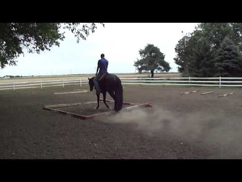 All-Around Quarter Horse For Sale