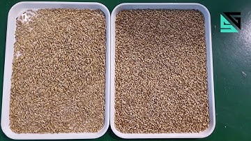 SG Oat Sorting Machine/Color Sorter Machine