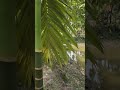 Summer Village Lifestyle Bengali Spiritual Vlogs 9