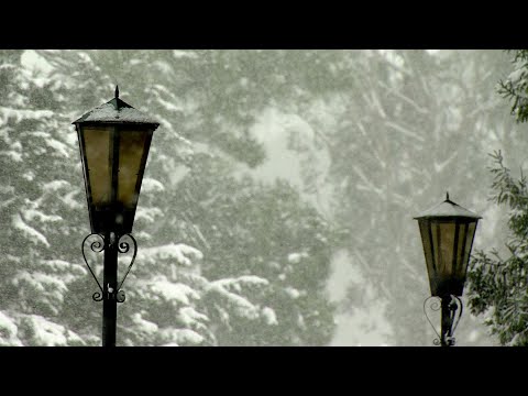 დილიდან თოვლითაა დაფარული მზიანი ბათუმი