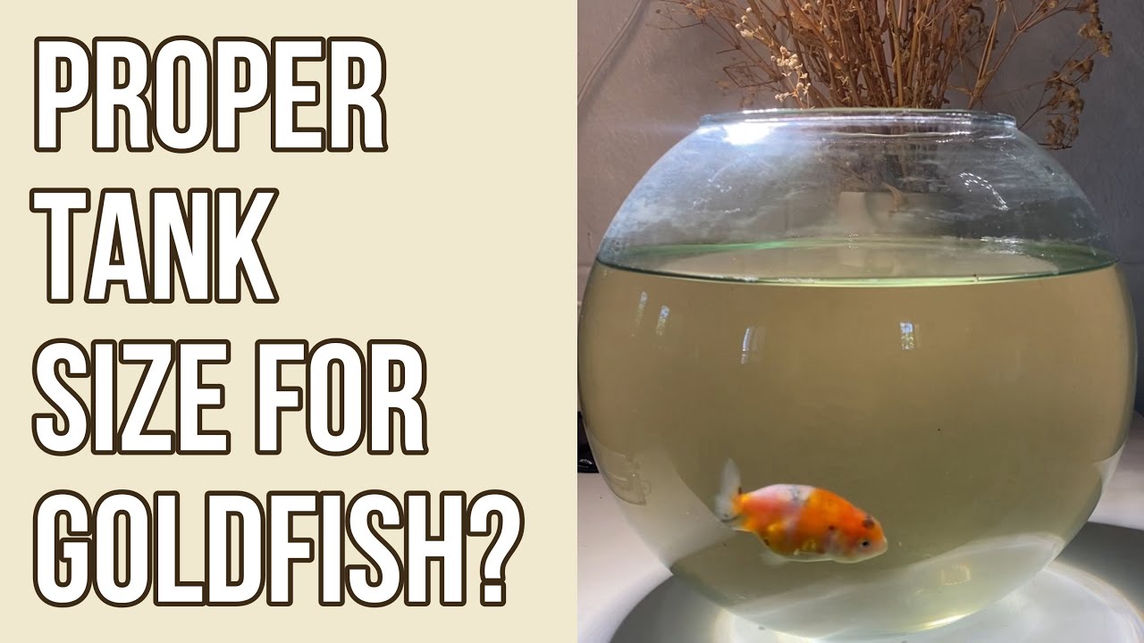 Photo inspiration: What Is The Proper Aquarium Size For Goldfish Goldfish Ranchu Photo Inspiration