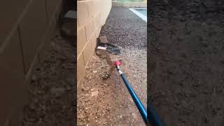 Rattlesnake looking for strikes ground subscribe and comment
