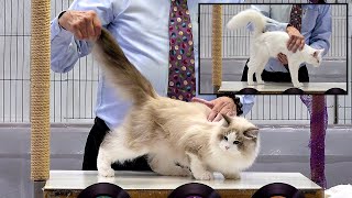 CFA International Show 2019  Longhair Kitten Class Judging  Siberians + a Turkish Angora