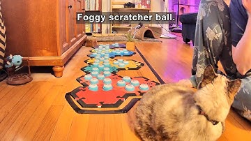 My cat explains the correct terminology.