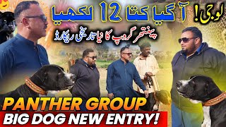 Blockbuster New Dog Entry In Panther Group  Aya 12 Lakhiya || All Record Break || Big News