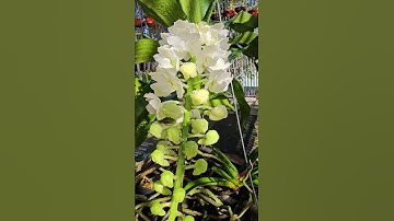 Nghinh Xuân #hoalantuyenha