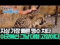 치타가 '골골송'까지? 여기서는 100m를 단 3초 만에 달리는 무시무시한 야생 치타가 사람을 만나자 덩치만 큰 '개냥이'로 변해 무한 애교를 부린다┃세계테마기행┃#골라듄다큐