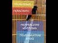 KICAU TERAPI MEPERCEPAT MURAI BATU NGPLONG DAN EMOSI