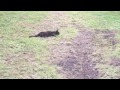 Jungle Kitty:  Plays Dead