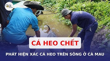 Phát hiện xác cá heo trên sông Ông Đốc ở Cà Mau