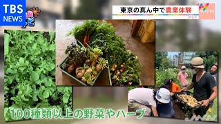 渋谷のど真ん中で野菜を栽培！？都市で行う農業アーバンファーミング【ＳＵＮトピ】