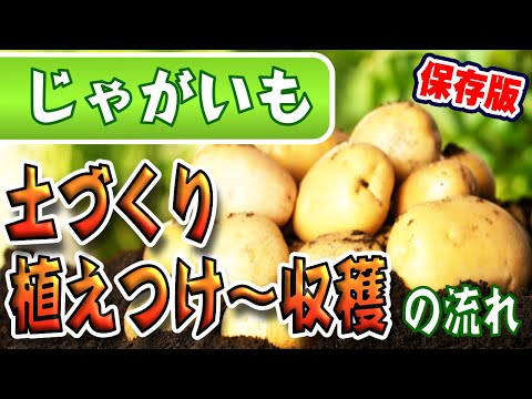 【保存版】じゃがいもの育て方【種イモ・植え付け〜収穫まで】すべての流れがこれで分かる！【土作り】