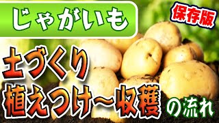 【保存版】じゃがいもの育て方【種イモ・植え付け〜収穫まで】すべての流れがこれで分かる！【土作り】