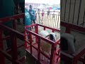Fistifal Domba Bawuran Gayeng#domba #dombalokal #viral