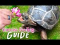 Tortoise Nutrition Made Simple: Essential Feeding Tips!