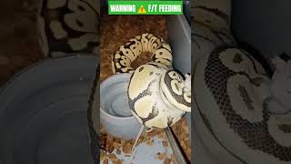 WARNING ⚠️ F/T FEEDING: 1.0 Pastel Desert Ghost Wealth