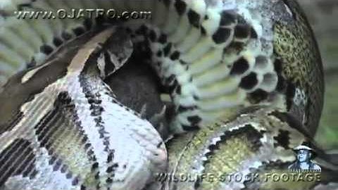 Python eats Alligator 02, Time Lapse Speed x6   YouTube