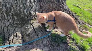 Medi Cat hugged a tree in beautiful sunshine by Medi Cat 498 views 2 years ago 1 minute, 54 seconds
