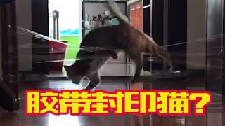 透明胶带圈豹猫？不存在的 by  Milk Group Zi 15 views 3 months ago 4 minutes, 11 seconds