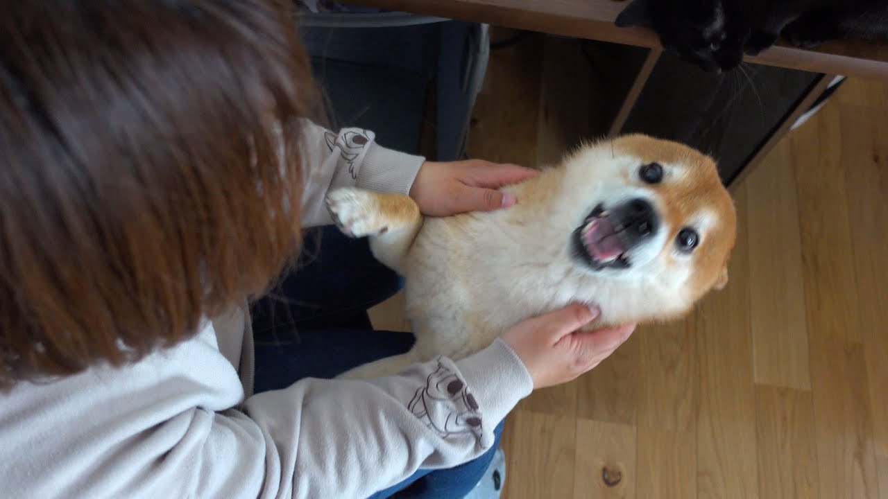 ママ柴ちゃん maxresdefault.jpg