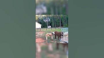 Nothing Could Stop Me From Eating #reolink #capture #animals #securitycamera #scenery