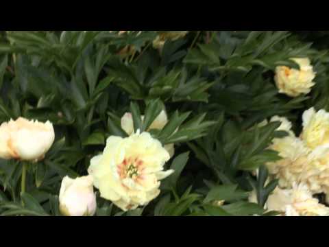 Canary Brilliants | R2 Flowers | Peonies