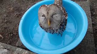 Just a happy owl drinking water