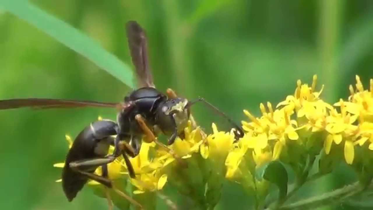 Northern Paper Wasp (Polistes fuscatus)