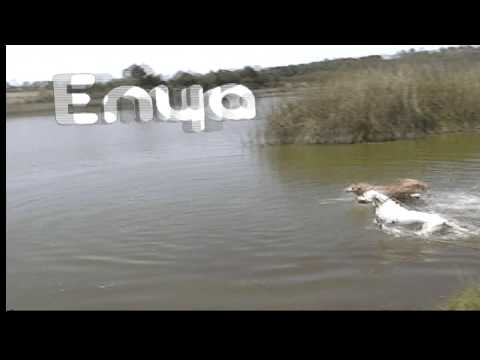 Enya... Blender 3D and Voodoo  Camera Tracker, by Aldo