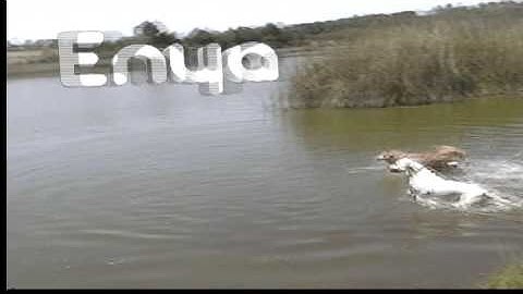 Enya... Blender 3D and Voodoo  Camera Tracker, by Aldo