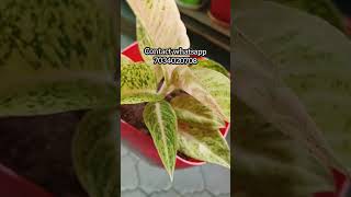 Aglonima Plant Salesgardening Malayalamzain World