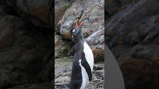 Download Lagu MOST incredible audio of a penguin ROAR MP3