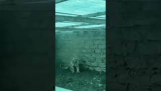 💥高原雪豹进村捕羊被困！Snow Leopards From The Plateau #Animal 【跟着图尔去旅行】