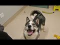 Pet of the Week: Lily