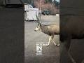 Buck Still Alive After Getting Shot! #huntlife #hunting #deer