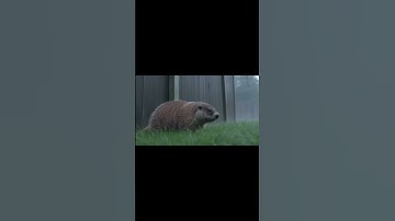 Hurricane and animals