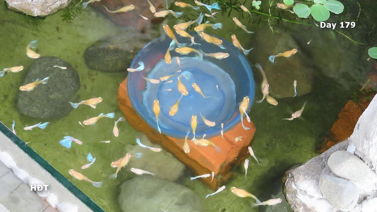 Аквариум (Желто-синие гуппи) 6 месяцев