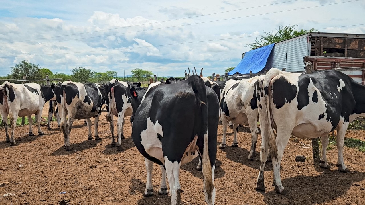 TODAS ESSAS NOVILHAS TÃO NA PRIMEIRA CRIA, FAZENDA ZÉ DE DANDA EM CACHOEIRINHA PE!!