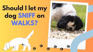 Should You Let Your Dog Sniff on Walks? The Surprising Benefits of Sniffing Exploration! by Cavalier King Charles Spaniel Tips and Fun 339 views 8 months ago 3 minutes, 34 seconds
