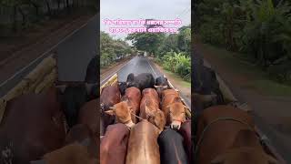 কি পরিমাণ বা কি ধরনের সম্পত্তি থাকলে কুরবানি ওয়াজিব হয়#eiduladha#kurbani#wajib#ahmadullah#viralshort