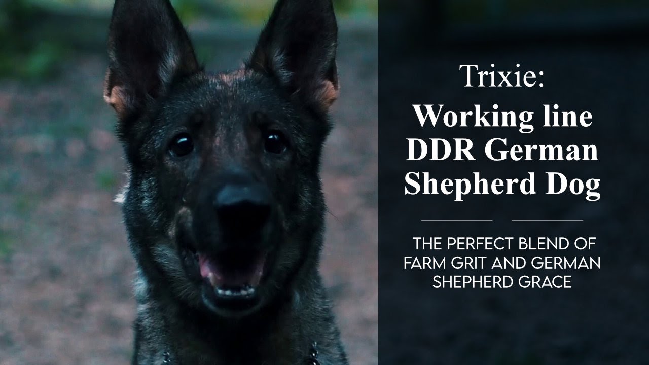 Trixie, farm raised DDR German Shepherd dog of JustSheps at Kerala ...