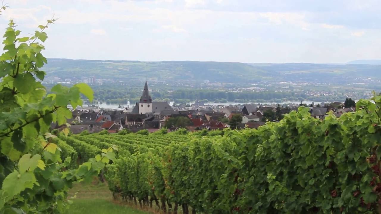 Vineyards of Weingut Peter Jakob Kühn, Rheingau, Germany