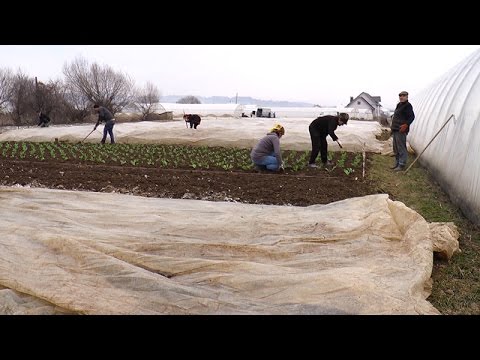 видео: Таємниця овочевого бізнесу