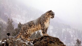 Афганистана: Снежный Барс: WILD HD(Общество охраны дикой природы совместно с National Geographic объединяются для того, чтобы сделать то, что никому..., 2014-06-22T12:50:00.000Z)